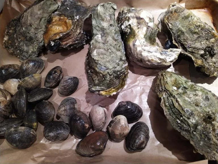 Oysters