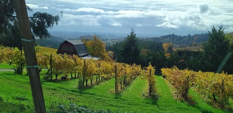 vineyard in the fall