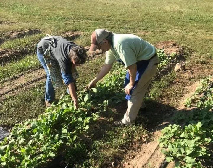 Rene and chef Rob harvesting vegitables for a feast
